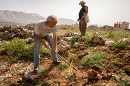 Al-Arz;Iris;Iris-Cedreti;Kaleidos;Kaleidos-images;Lebanon;Middle-East;Near-East;Tarek-Charara;Youssef-Tawk;Flowers;Endemic;Endemic-species;Critically-endangered;Critically-endangered-species